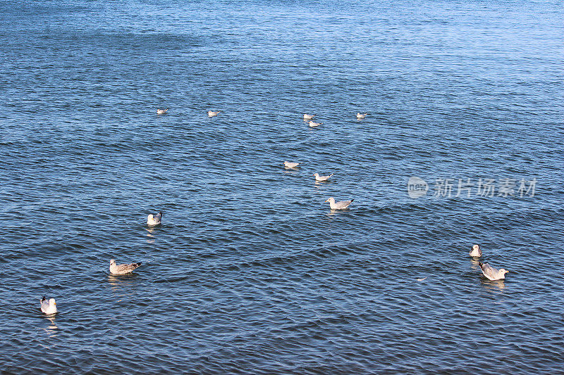 鲱鱼海鸥/海鸥在海水里游泳，在海边的海滩